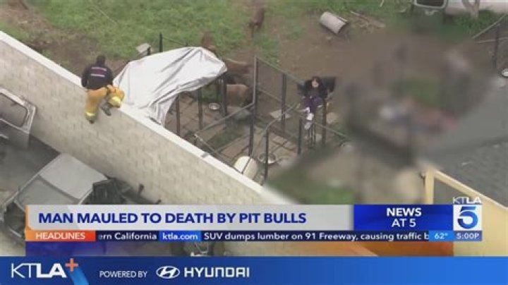 Pit Bull Owner Mauled To Death By Pet: How Experts Say A Violent Attack Can Be Avoided
